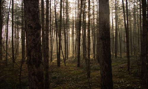 Achtung: Erhöhte Waldbrandgefahr